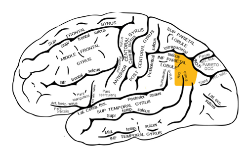Ubicaci&oacute;n de la circunvoluci&oacute;n o giro angular.