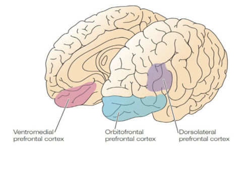 &Aacute;reas corticales vinculadas a las funciones ejecutivas.